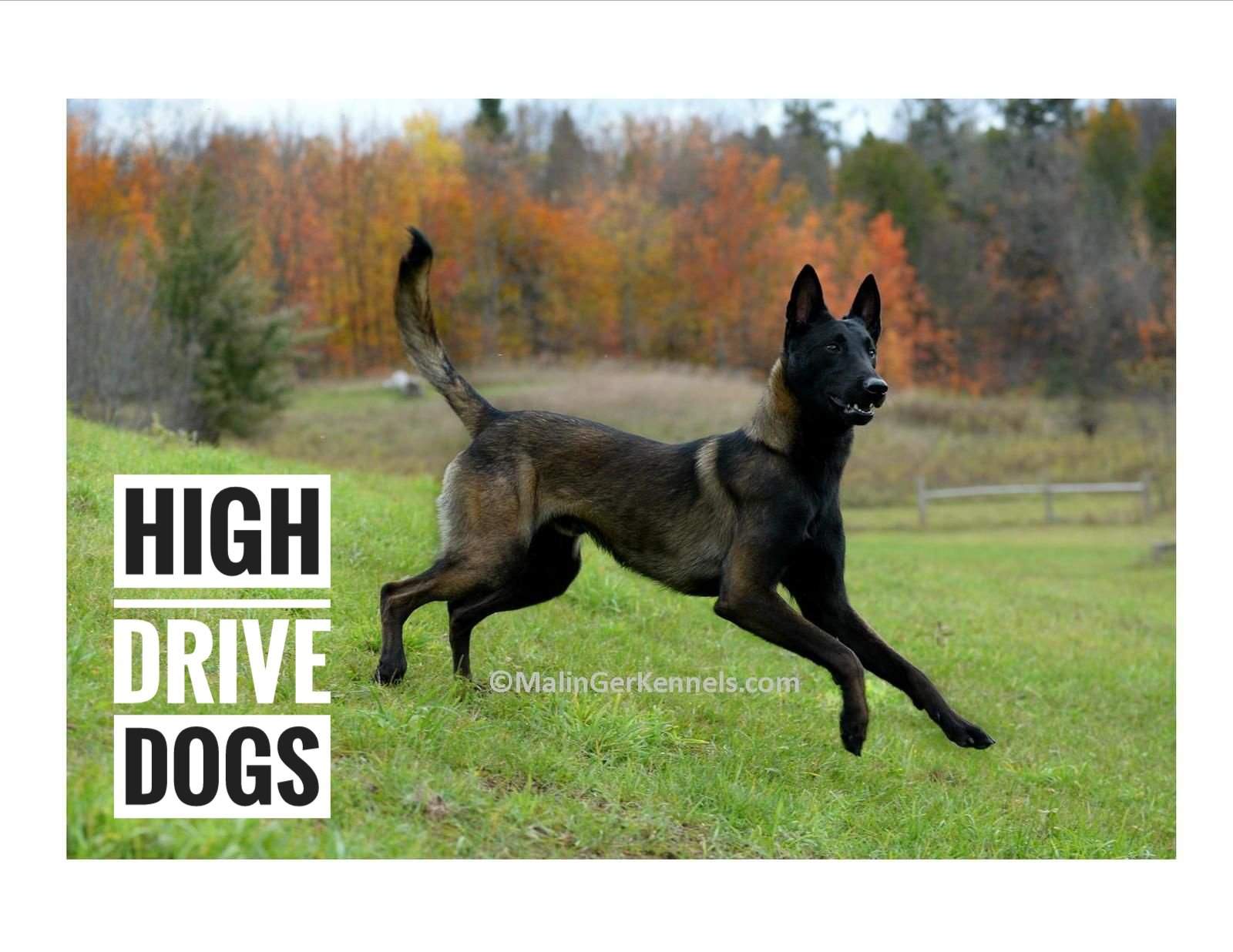 what does high drive dog mean