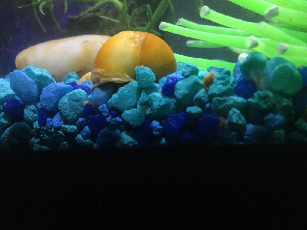 Snail Calcium Deficiency Wiki Fishkeepers Amino Amino