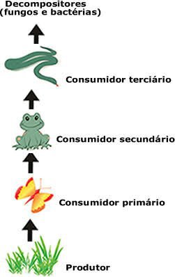 CADEIA ALIMENTAR E NÍVEIS TRÓFICOS | Enem Amino Amino