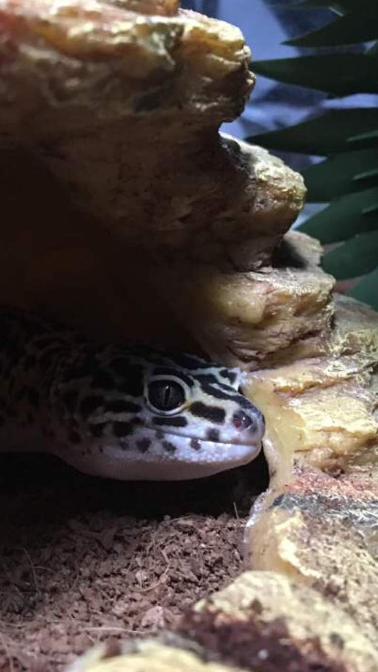 My Cute Baby Boy Herps And Reptiles Amino