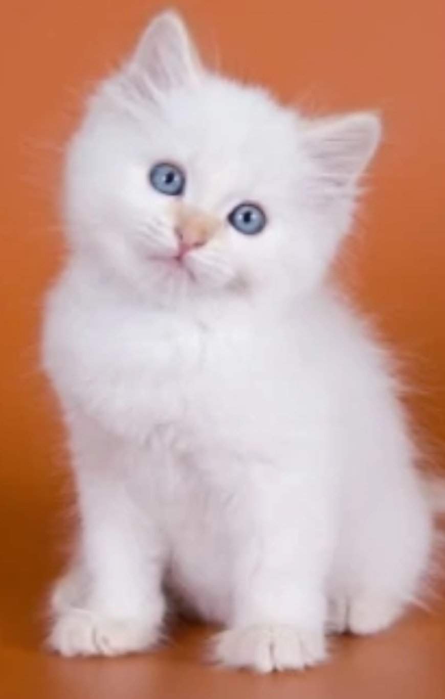 Кошка белая пушистая маленькая