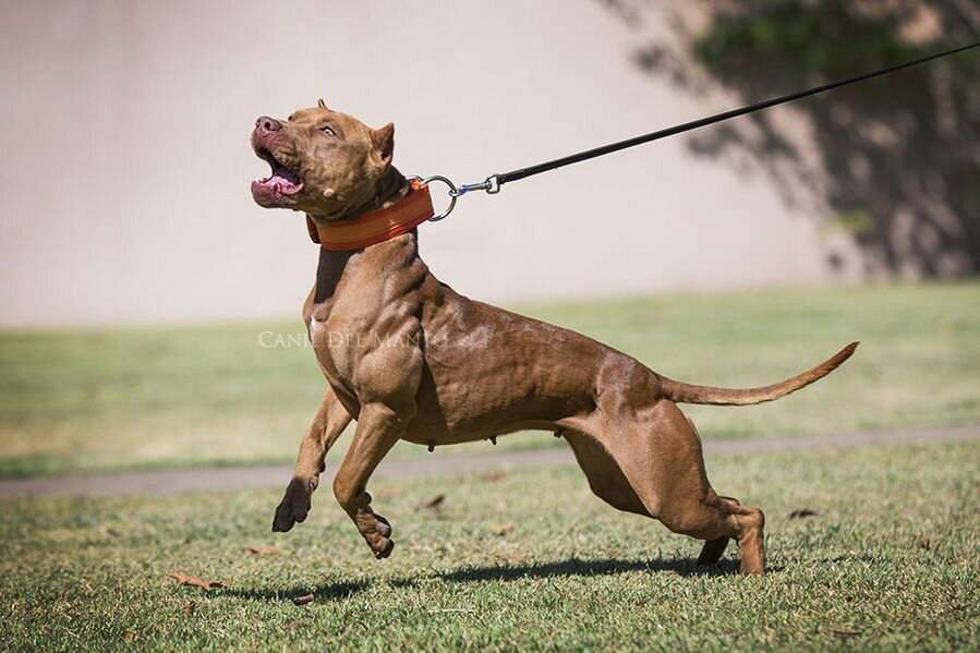 real pitbull terrier