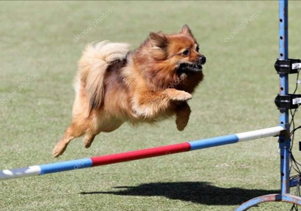 Барьер для шпица.. | Wiki | Собаки •DOG• Amino