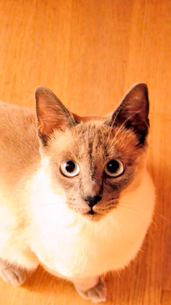 GrayFace | Wiki | 🐾 Warriors 🐾 Amino