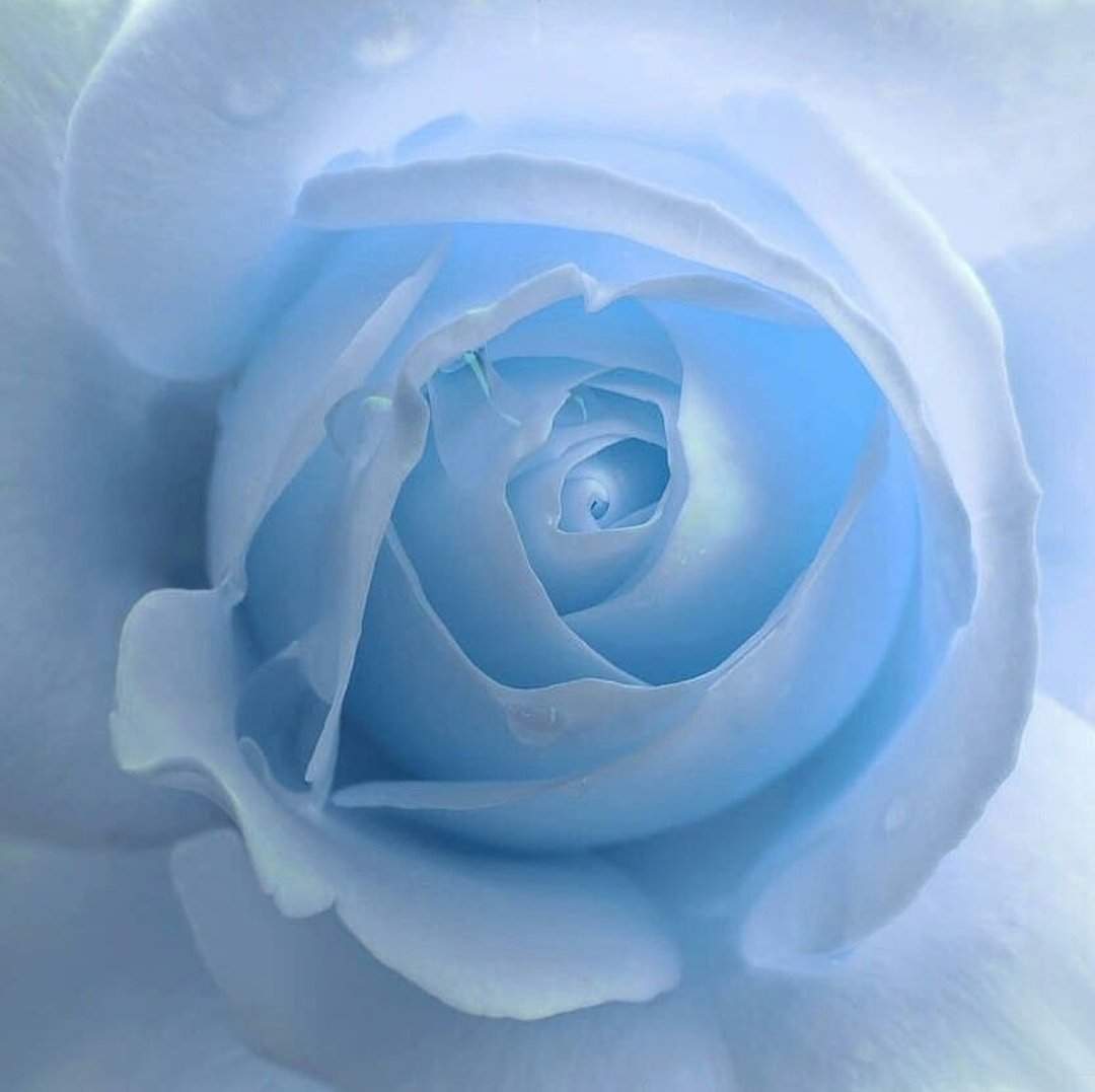 Нежно голубые розы