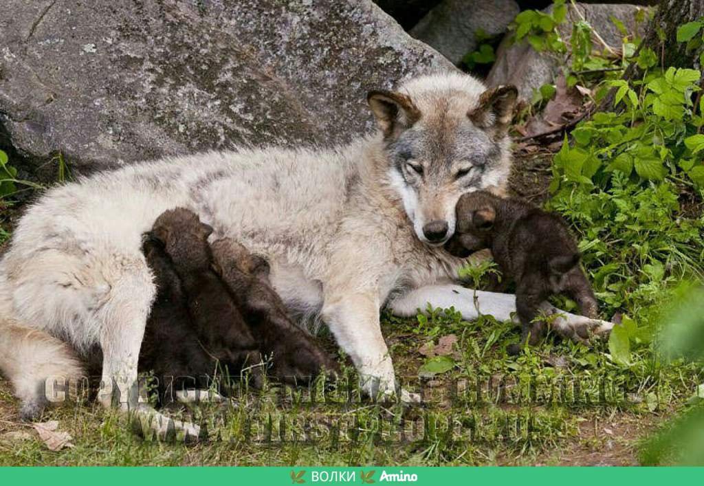 Шаблон анкеты | Wiki | 🌲ВОЛКИ🌲 Amino