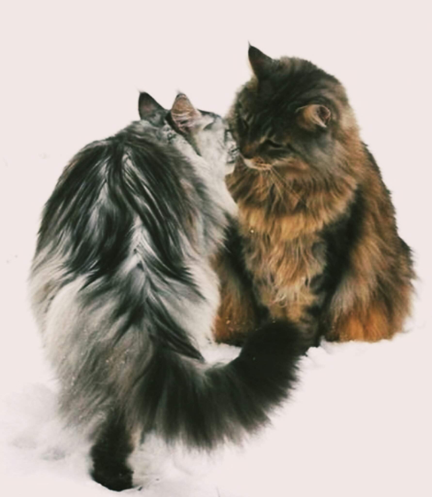 Мейн кун и Сибирская кошка