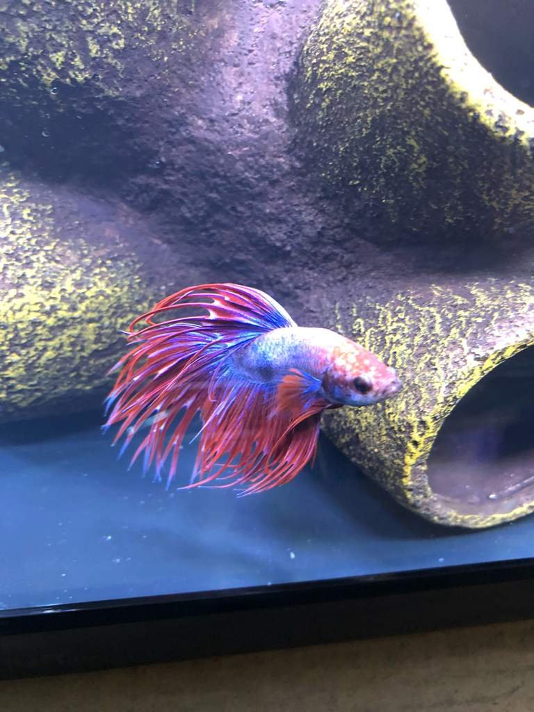 siamese fighting fish petbarn