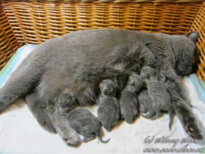 Кот | Wiki | Любители кошек!😻😻😻 Amino