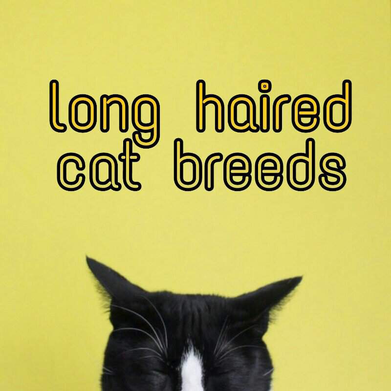 long-haired-cats-feline-group-information-blog-animal-roleplay