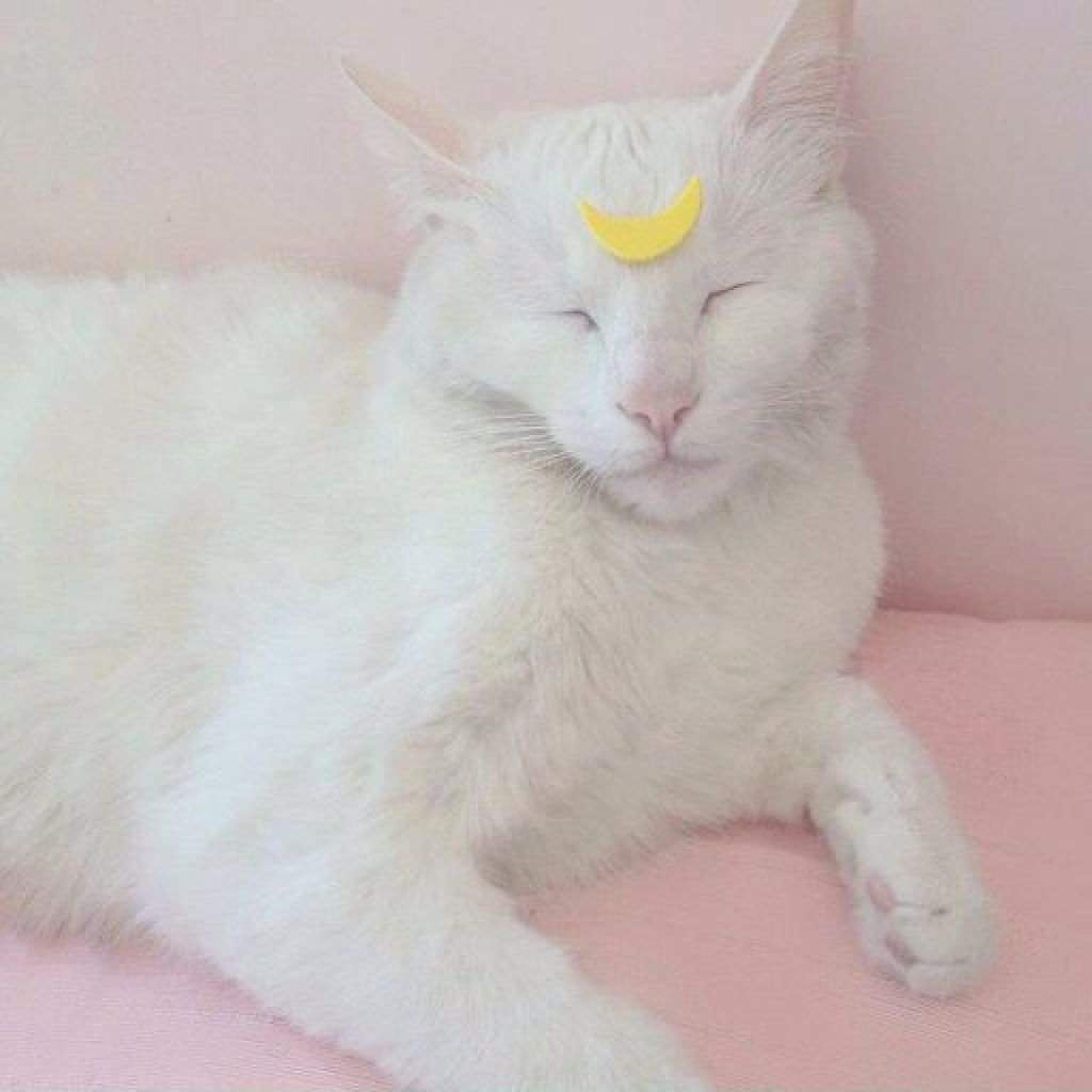 Шадоубокс | Wiki | Творческая Личность 🎨 Amino