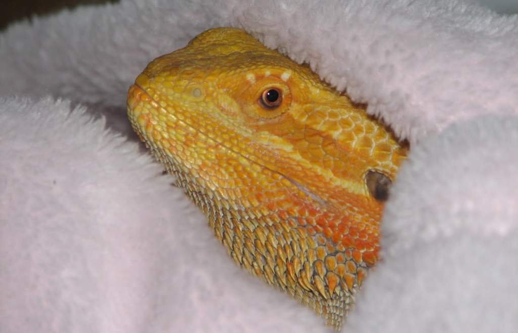 Bearded Dragon Hibernation Wiki Reptiles Amino