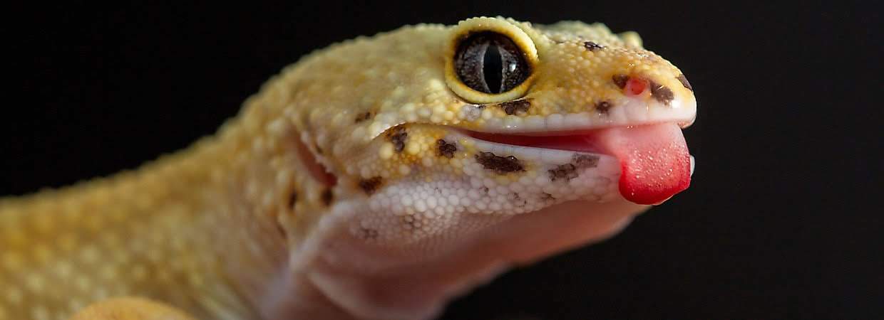 Leopard Gecko Care Guide | Wiki | Leopard Geckos Amino