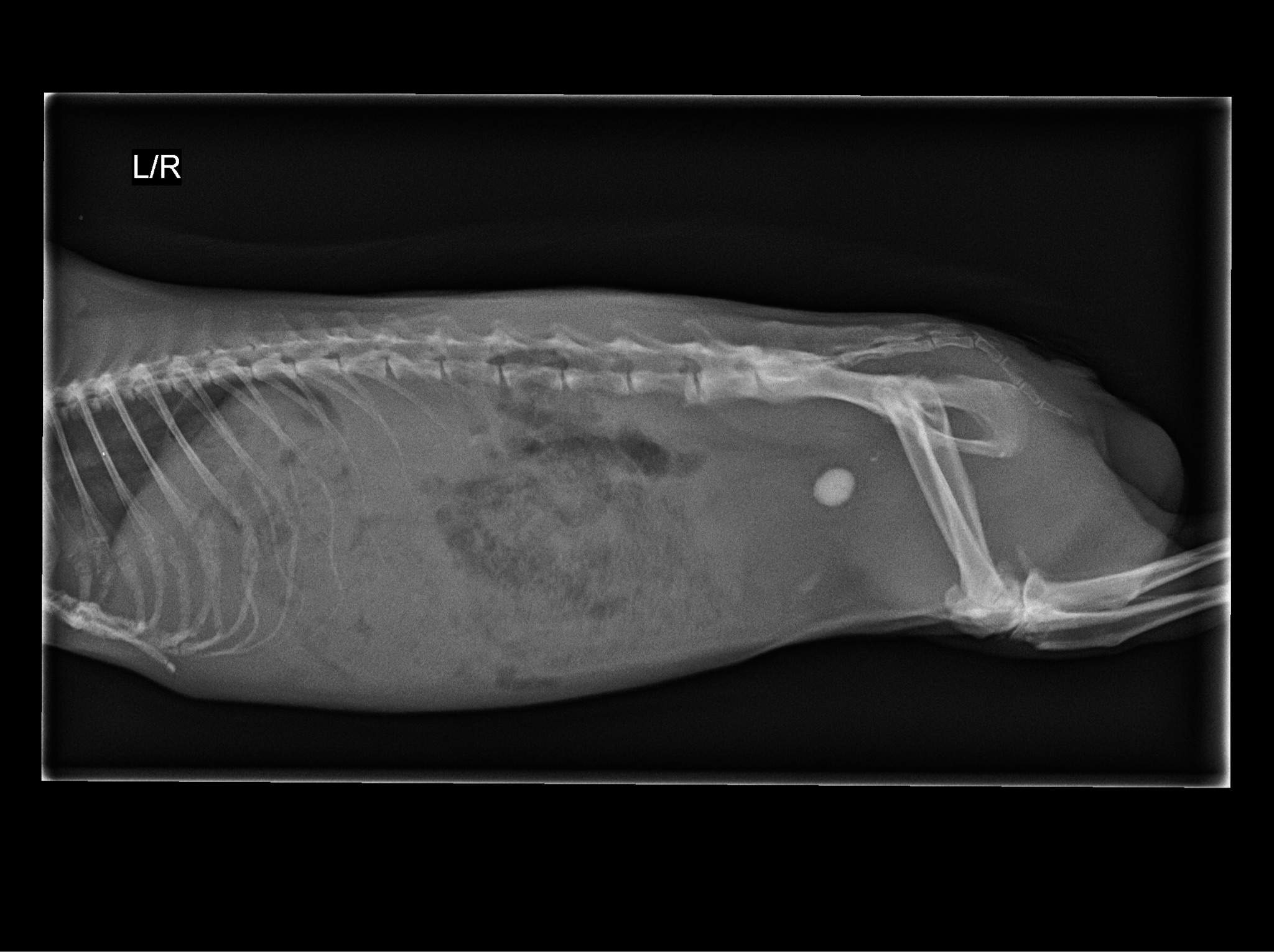 guinea-pig-health-bladder-stones-wiki-guinea-pigs-amino