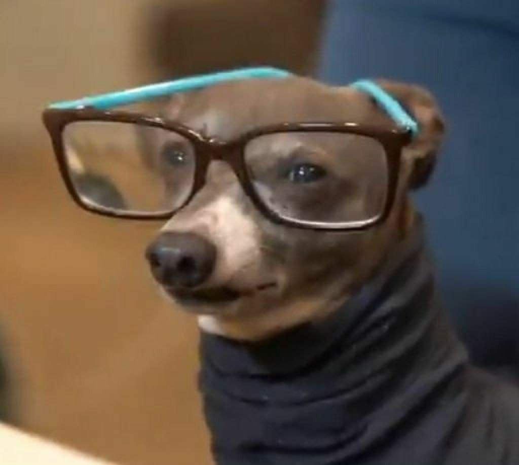 Kermit Wiki Furry Amino