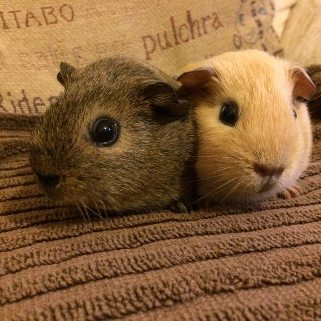 Hi my name is Lauren and I am the owner of 2 adorable little Guinea ...