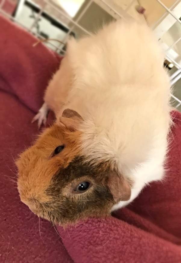 Sweet Pea | Wiki | Guinea Pigs 🐹 Amino