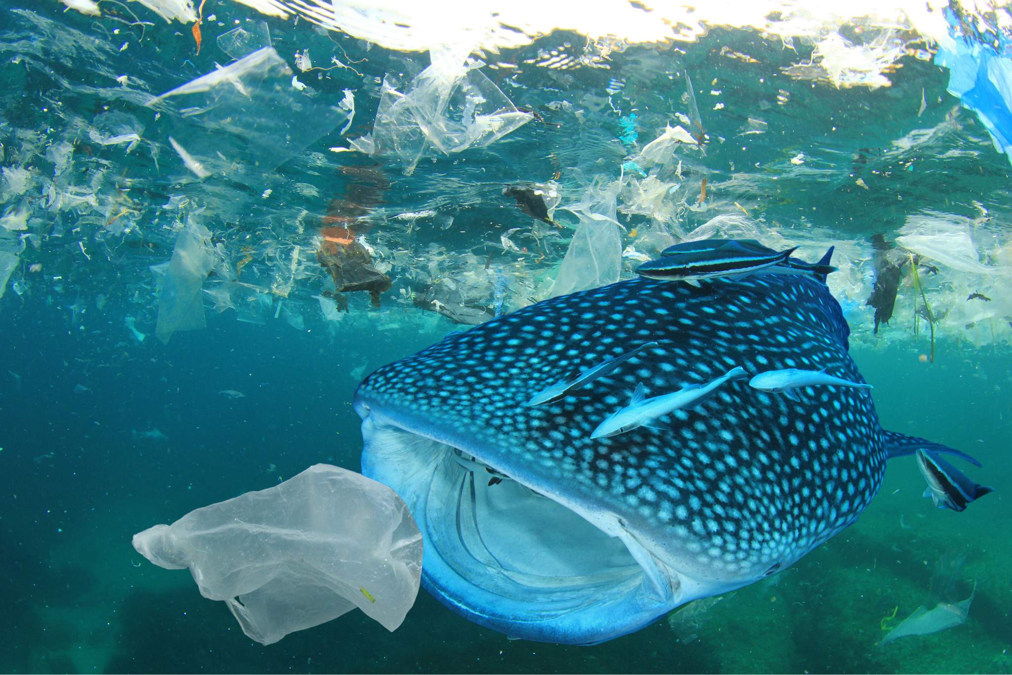 🐬How plastic effects Marine life and us 🌊 | Pets Amino