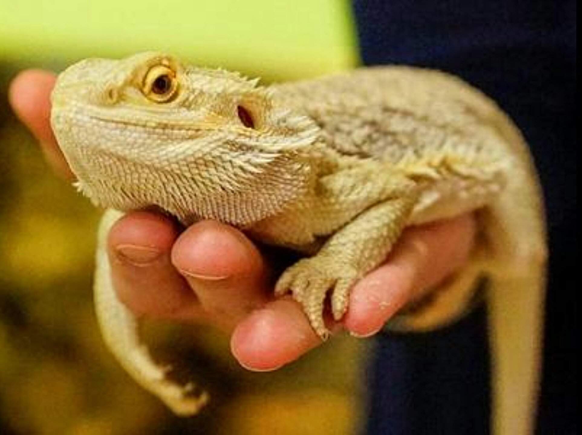 Reptiles that do well with handling Reptiles Amino