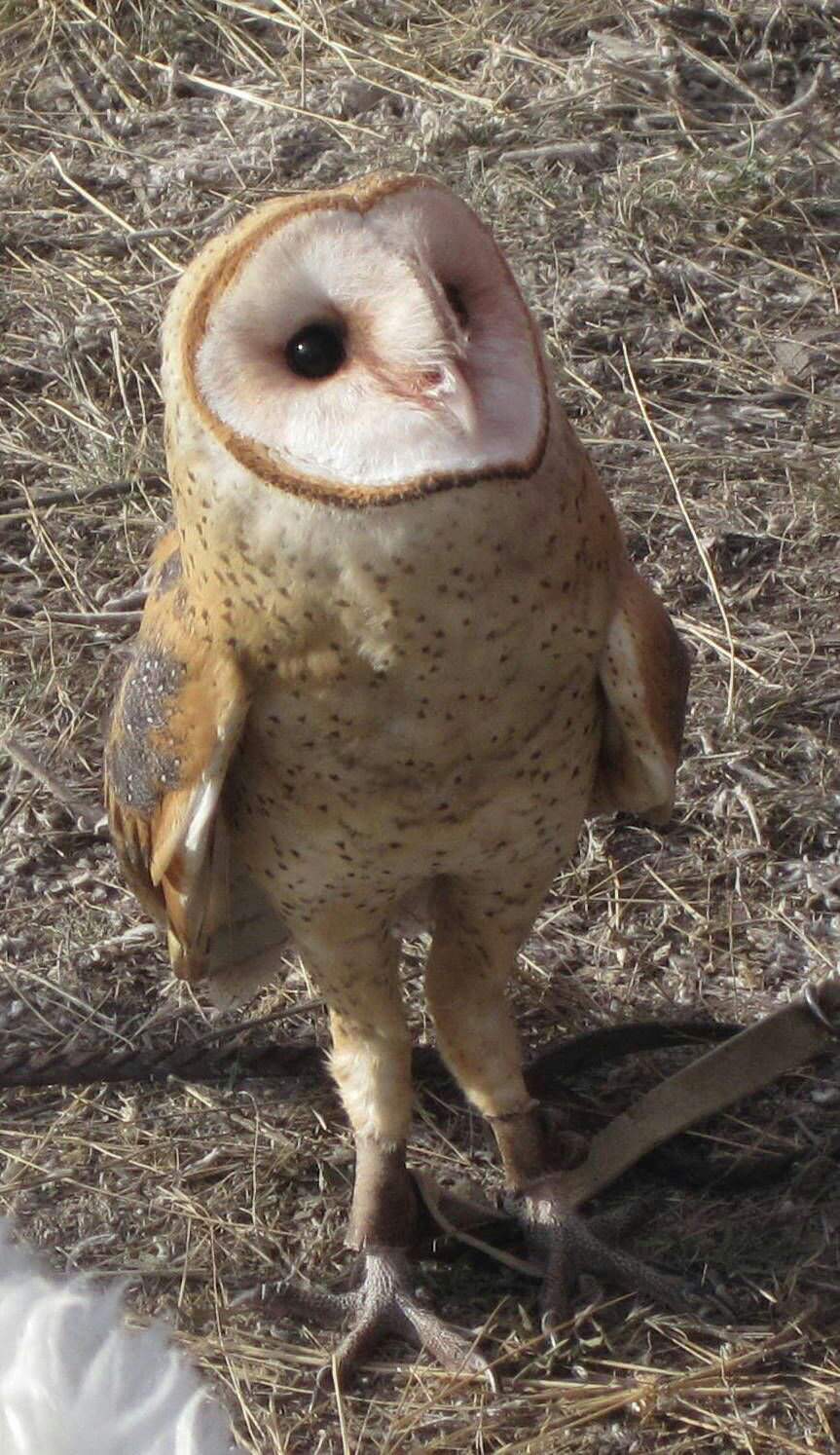 Alphy The Barn Owl Wiki Medieval Fantasy Rp Amino