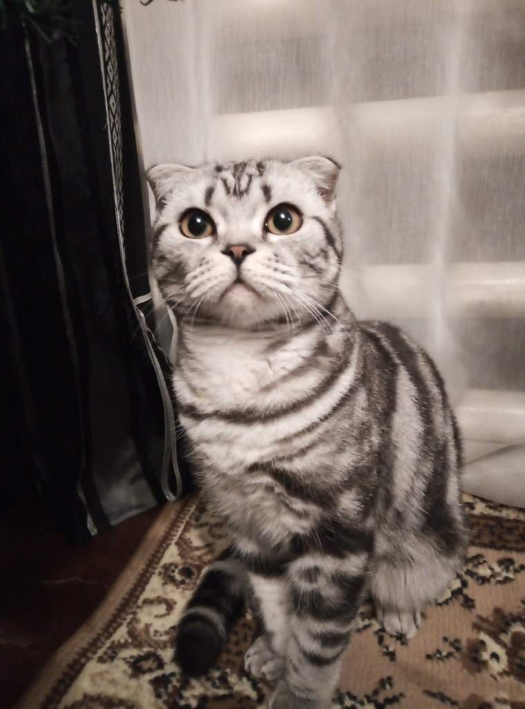Котик😍 | Wiki | Cats Amino
