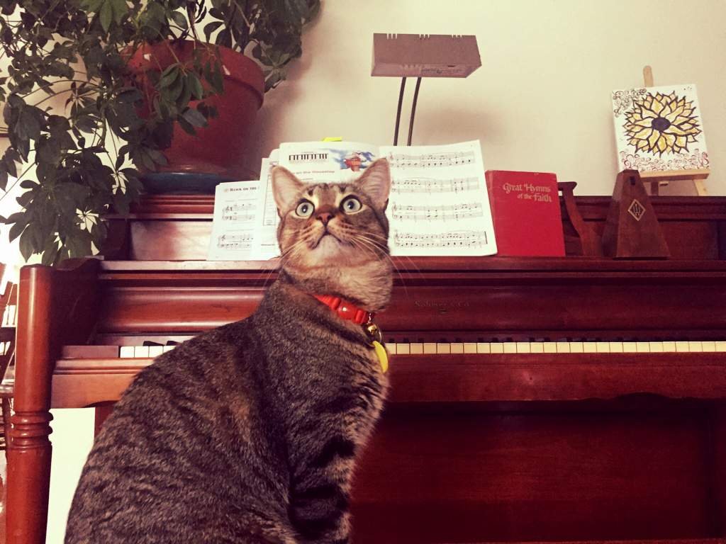 Piano cato | Cats Amino