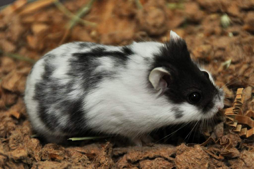 Dwarf Black and white, Double search | Hamsters! Amino