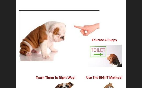 how to get puppies to use pee pads