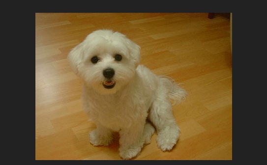 maltese teddy