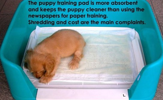 paper training your puppy