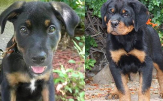 Support How Much Rottweiler Puppy Sweetpuppies Amino