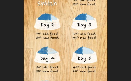 switching puppy food diarrhea
