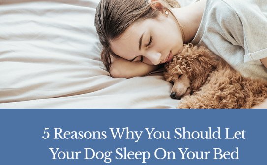 can you let your puppy sleep with you