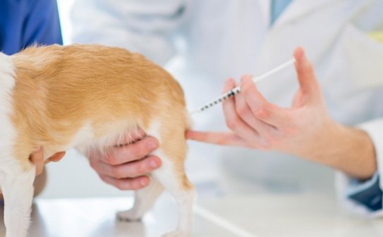 [Top Answer] how old for puppy to get rabies shot SweetPuppies Amino