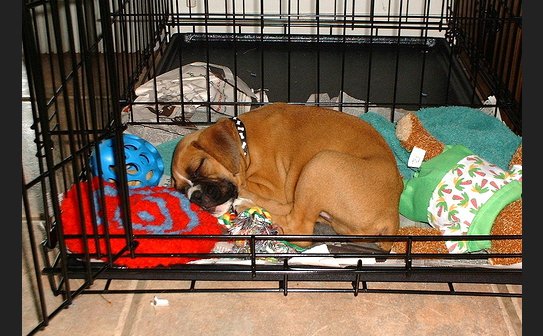 getting puppy to sleep in crate