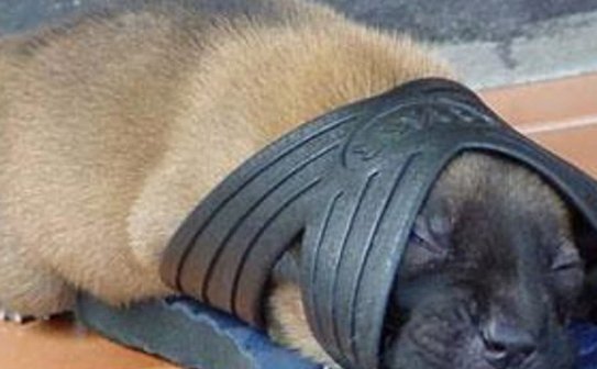 top-10-how-to-make-a-puppy-sleep-by-himself-sweetpuppies-amino