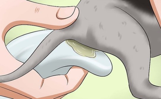 how to help a constipated puppy poop