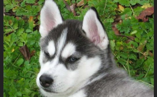 dogs for sale husky puppies
