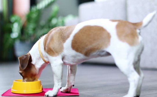 Jack Russell Puppy Feeding Chart