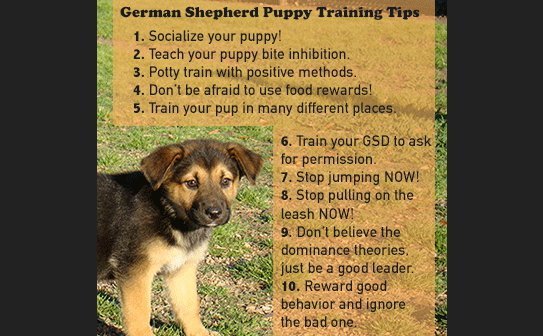 housebreaking a german shepherd puppy