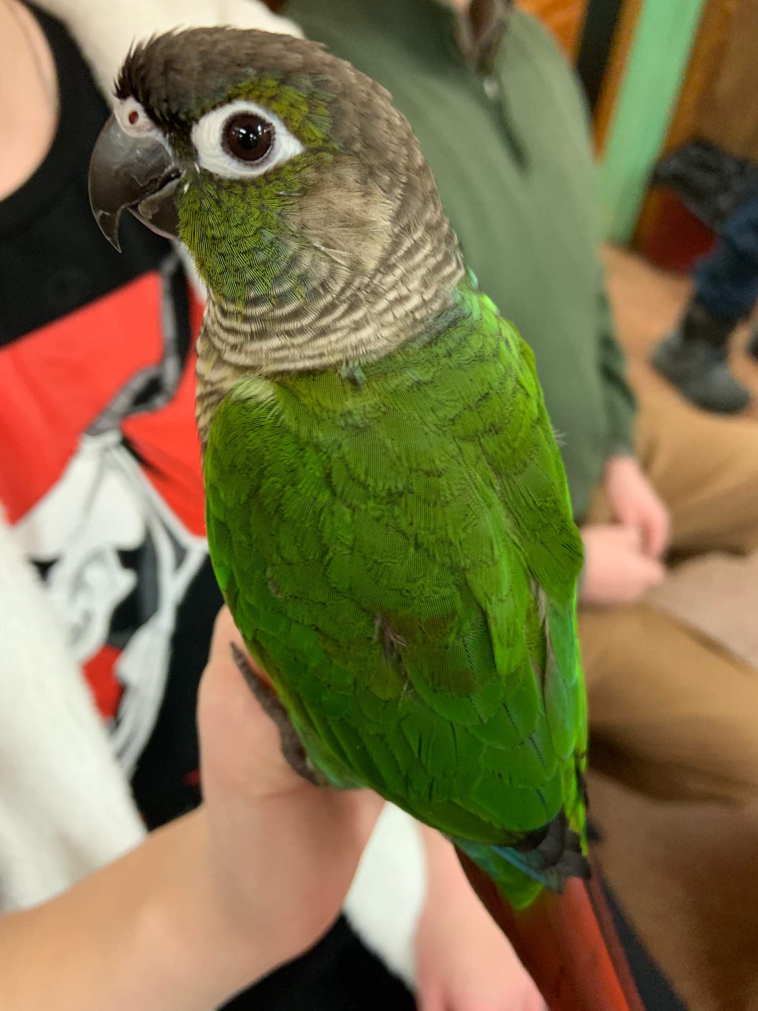 parrot owner meetup