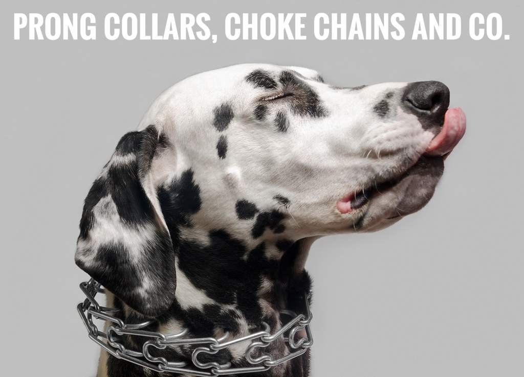 Prongs, choke chains and Co. Dogs Amino