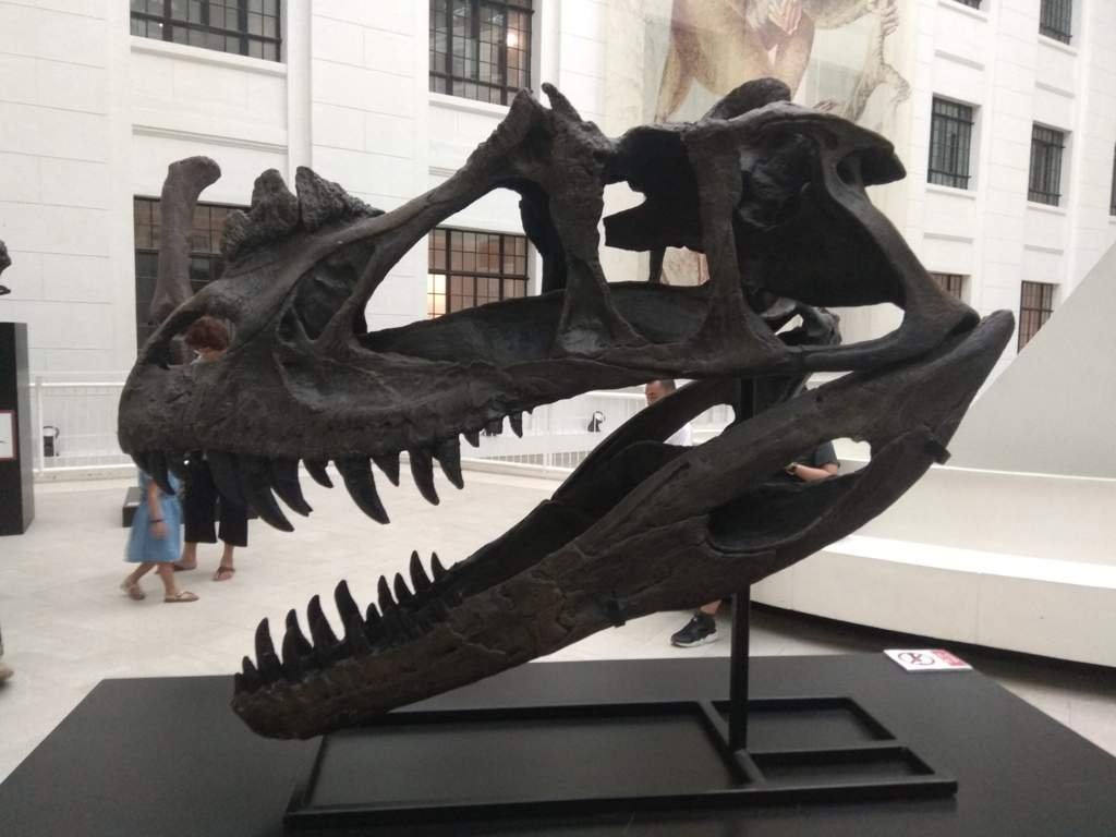Grand Canyon'S Secret: Fossil Hunters Uncover A Prehistoric Paradise! - io7xlqj