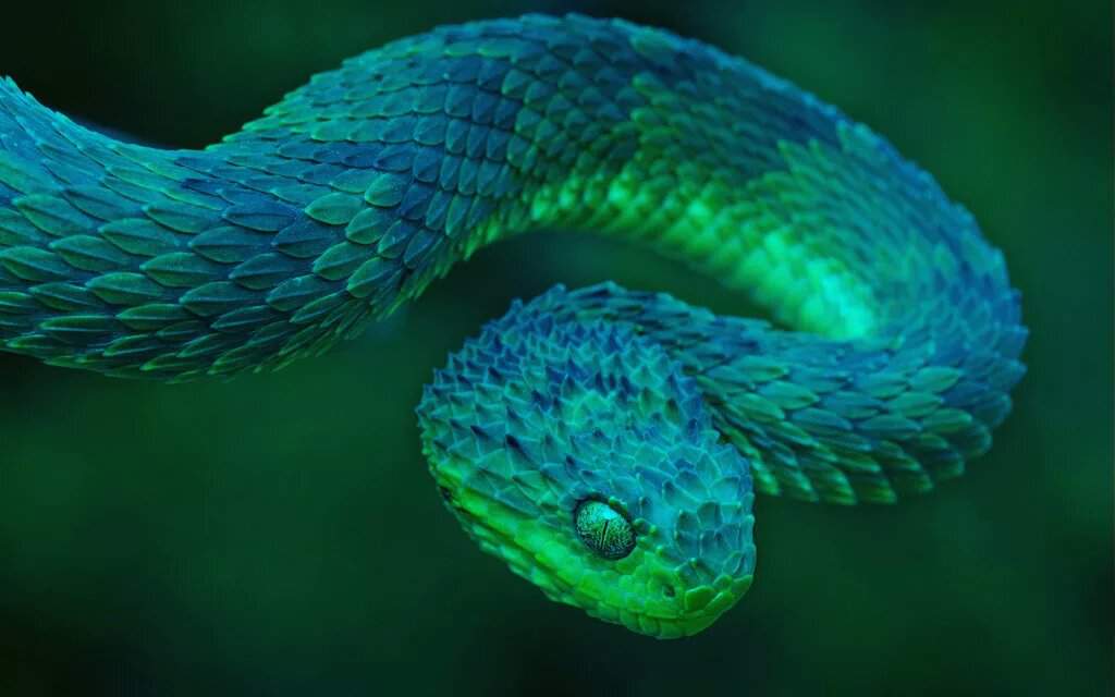 Цветная Змея Фото