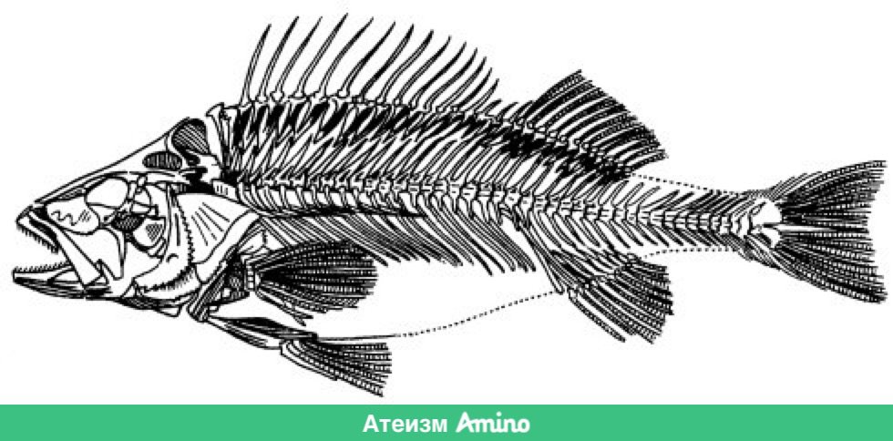 Скелет рыбы рисунок биология