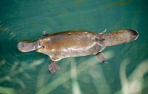 platypus evolution all platypuses