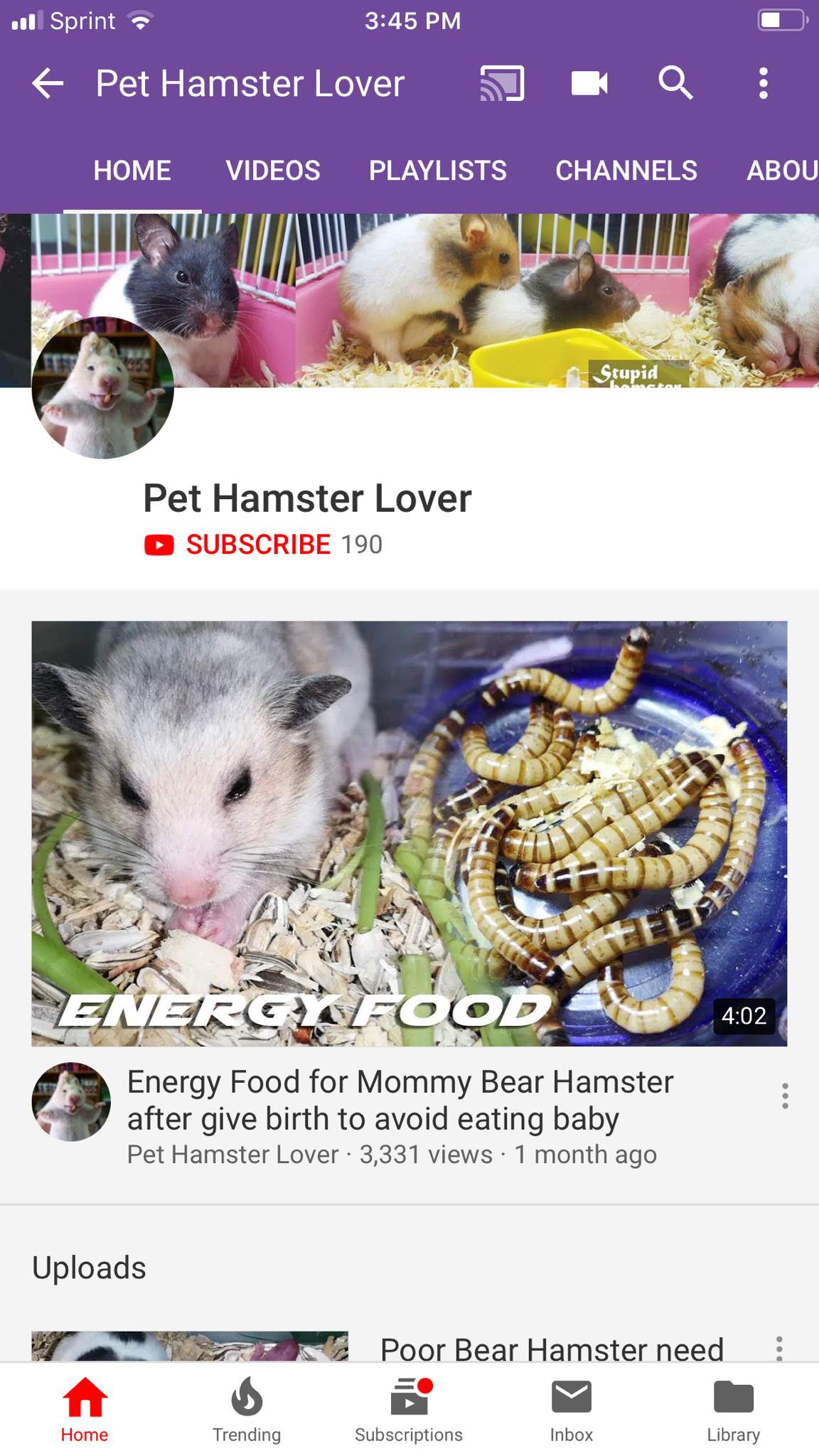 hamster lover