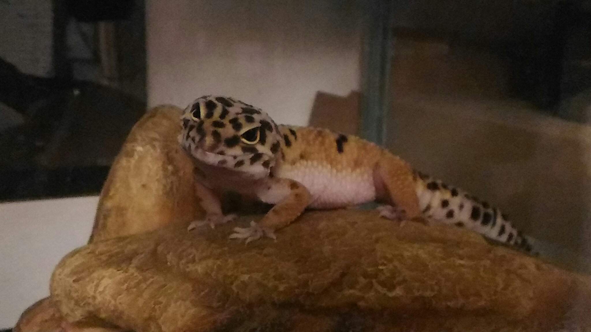 Heat Mat Leopard Geckos Amino