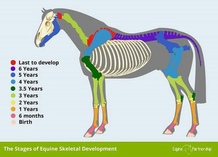 The stages of equine skeletal development Equestrian Amino