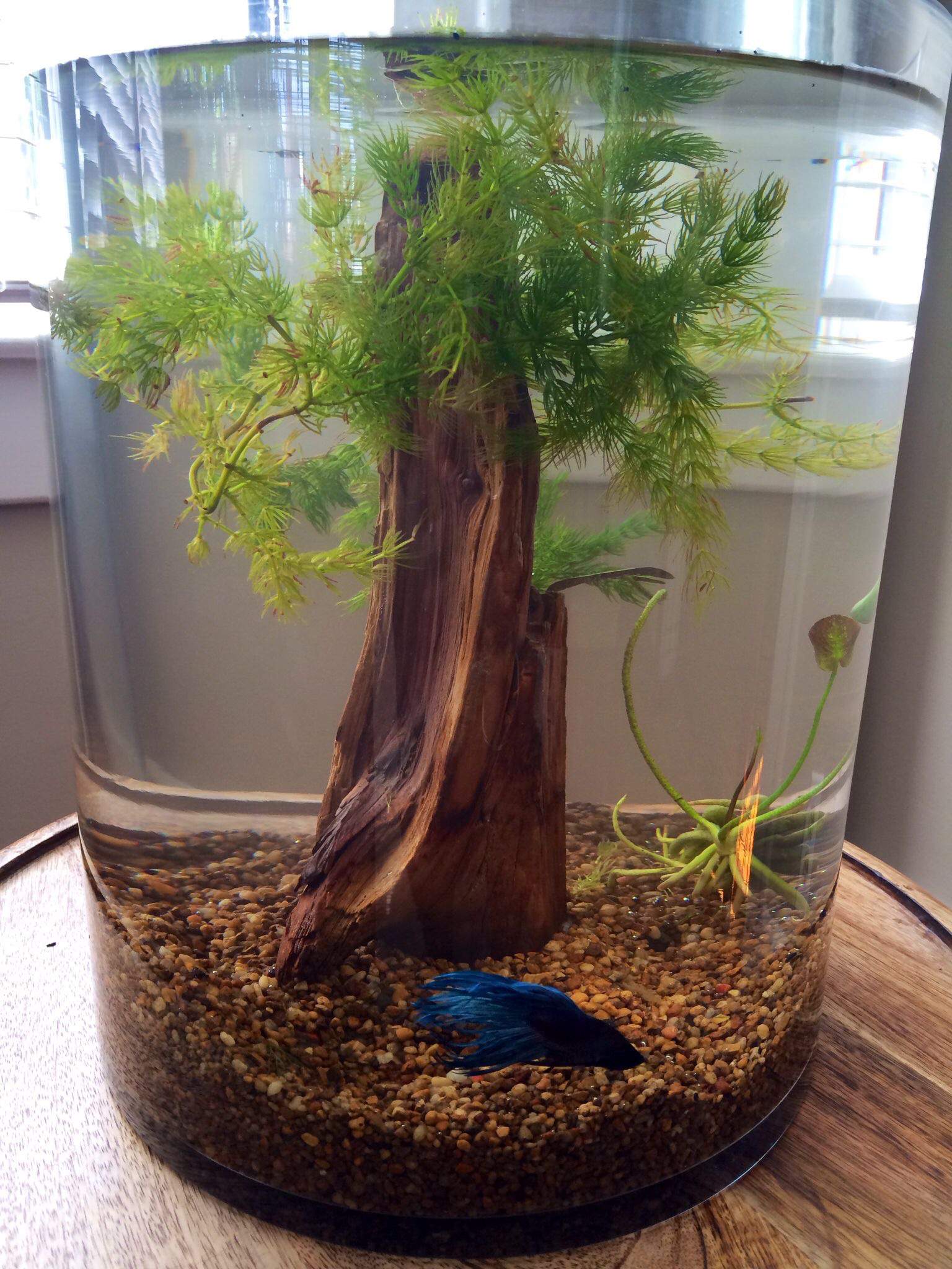 Vase With Sweet Potato Betta Keepers Amino